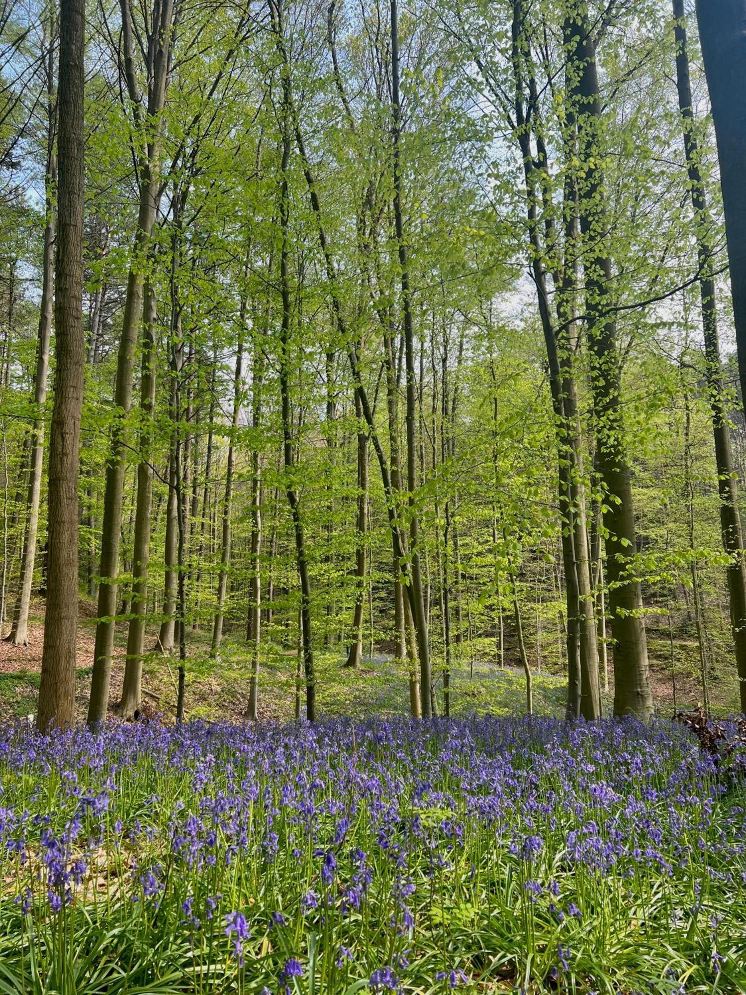 Bed and Breakfast Bois De Hal Braine-lʼAlleud Exterior foto